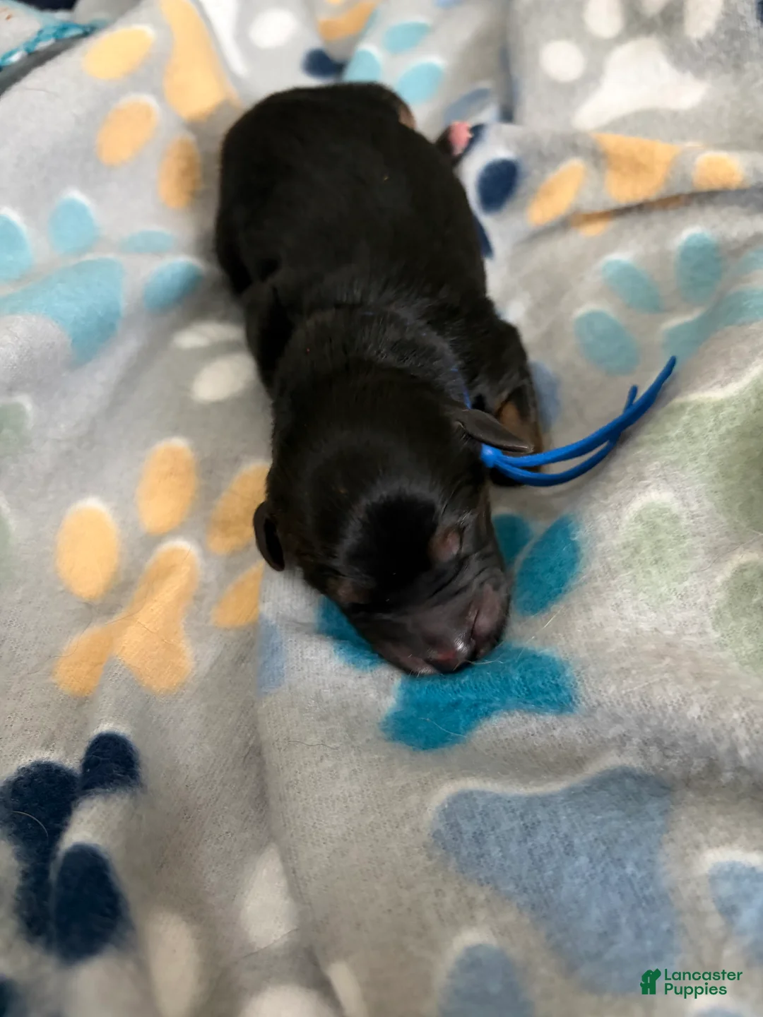 Mixed Breed dogs for sale: Mixed Breed Puppy 10 - Ad 1