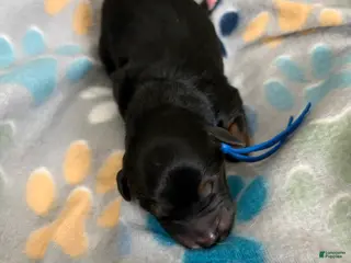 Mixed Breed dogs Mixed Breed Puppy 10 - Ad 16