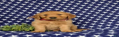 Mugsie AKC Registered