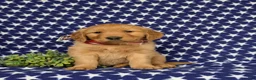Golden Retriever dogs for sale: Mugsie AKC Registered - Ad 1