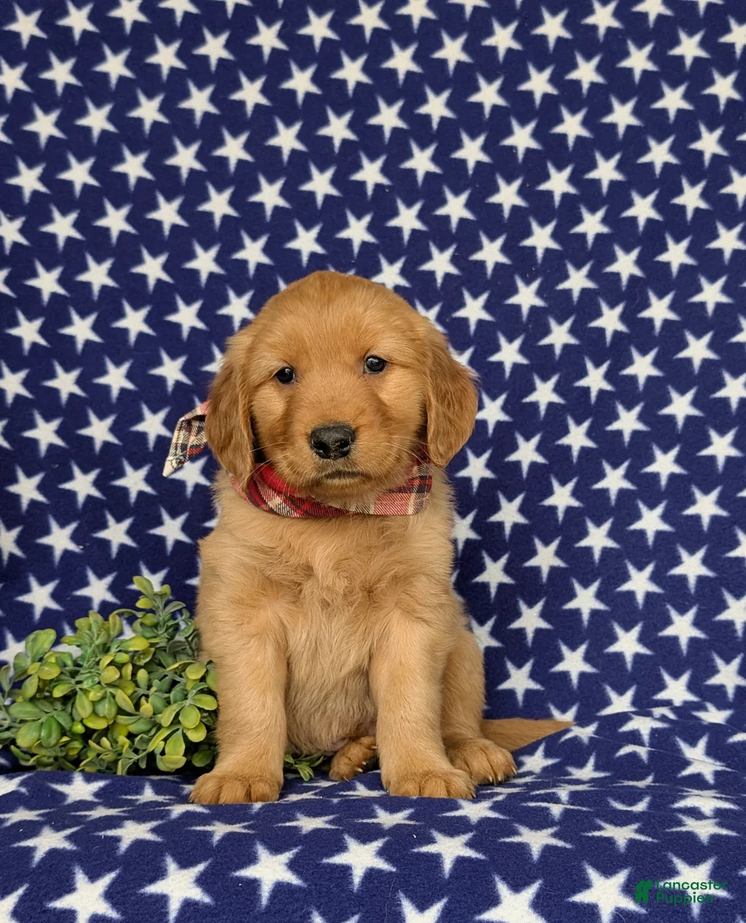 Golden Retriever dogs for sale: Mugsie AKC Registered - Ad 1