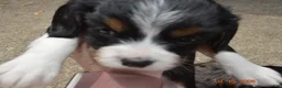 Cavalier King Charles Spaniel dogs for sale: Cavalier King Charles Spaniel Puppy 2 - Stewie - Ad 3