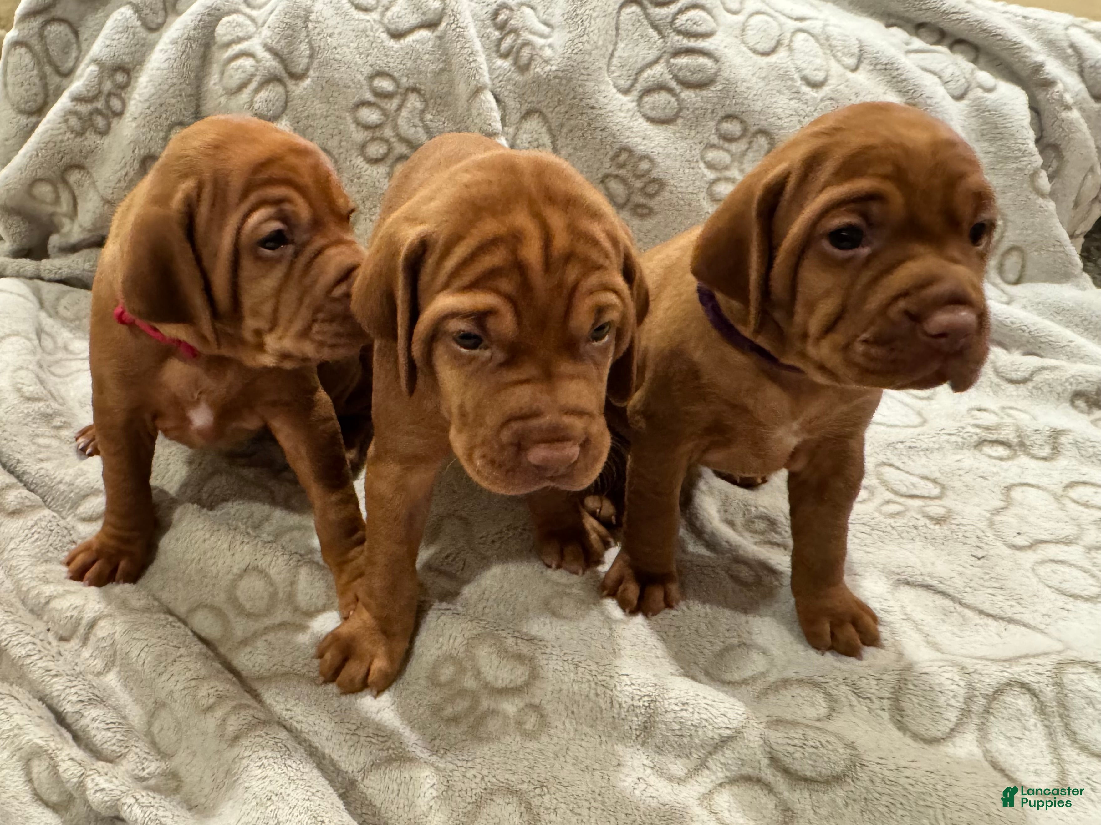 Vizsla dogs Vizsla 5 - Ad 1