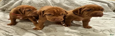 Vizsla 5