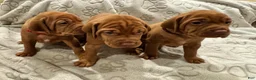 Vizsla dogs for sale: Vizsla 5 - Ad 1