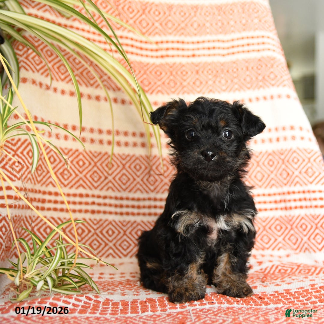 Yorkiepoo dogs for sale: Reba - Ad 2