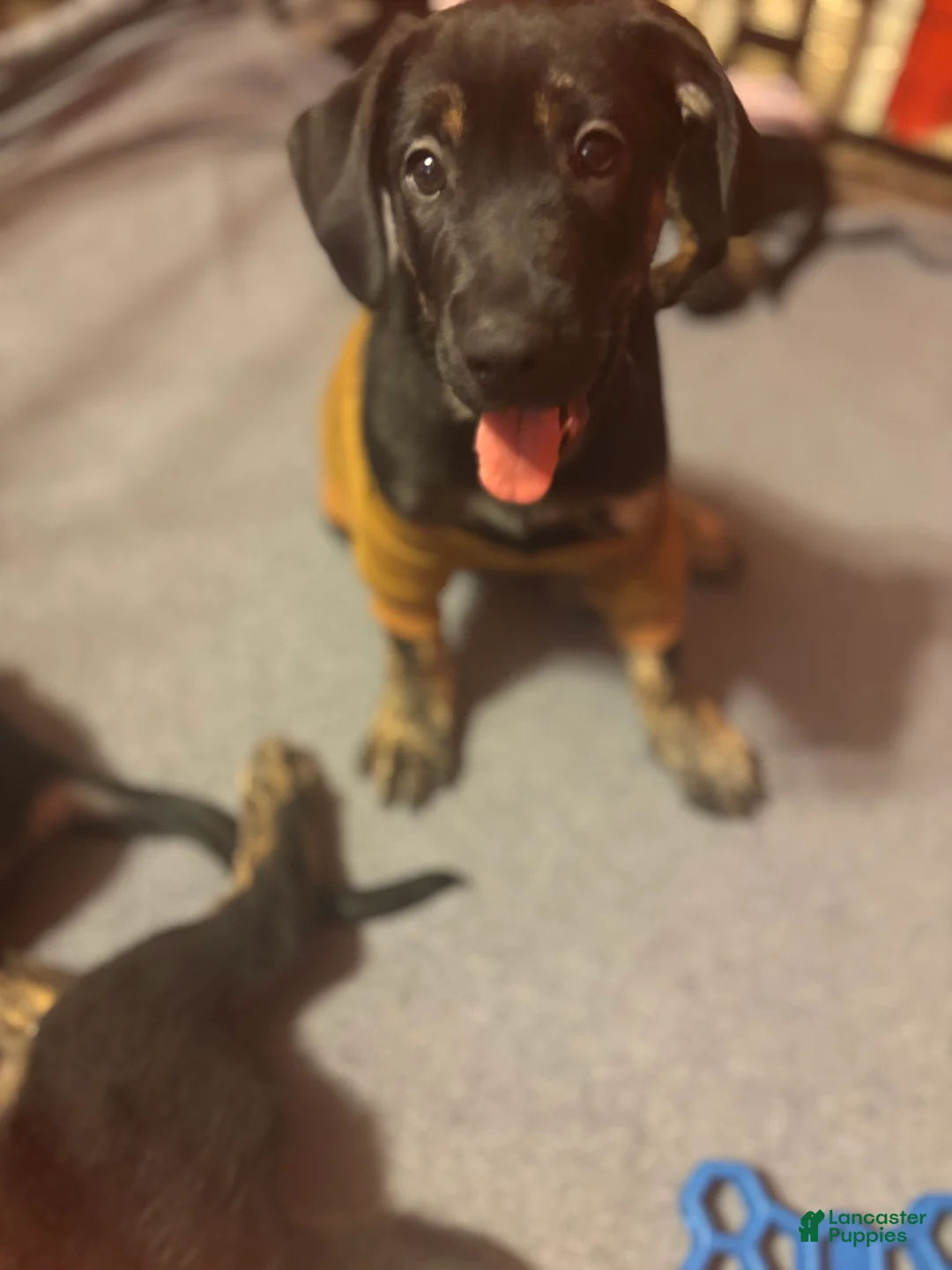 Goldador dogs for sale: Bluey - Ad 3