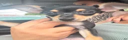 Mixed Breed dogs for sale: Mixed Breed 1 - Ad 4