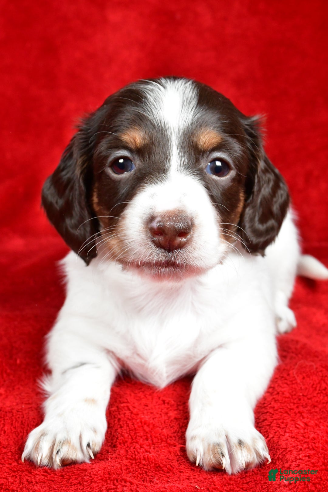 Miniature Dachshund dogs for sale: Chloe - Ad 8
