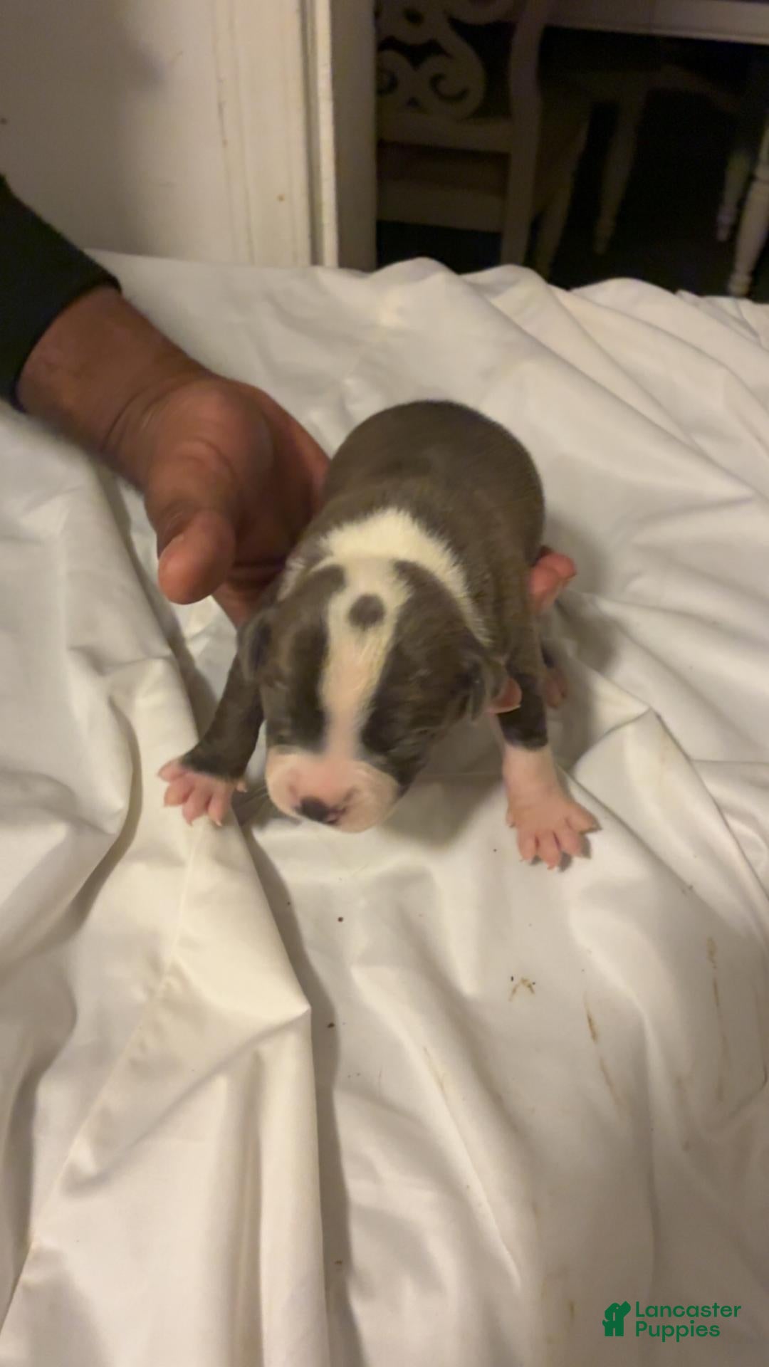 American Bully dogs American Bully 1 - Ad 7