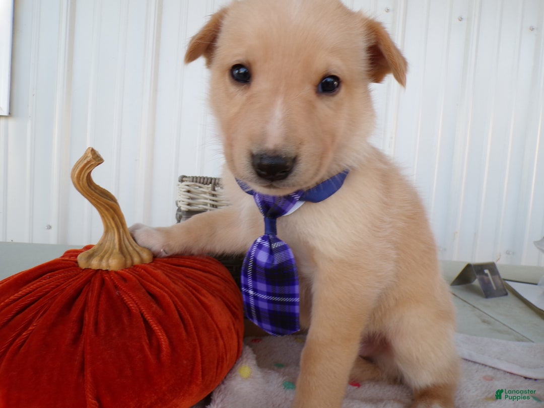 Border Collie dogs for sale: Border Collie Puppy 3 Roscoe - Ad 1