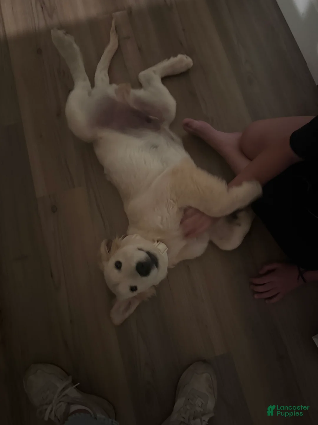 Golden Retriever dogs for sale: Golden Retriever 1 - Ad 2