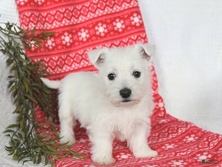 West Highland Terrier dogs Skipper - Ad 8