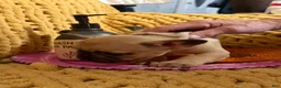 French Bulldog dogs for sale: French Bulldog 7 - Ad 4