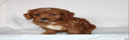 Cavapoo dogs for sale: Candy - Ad 3