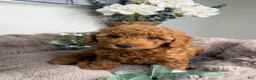 Mini Goldendoodle dogs for sale: Teddy 🧸 | Male Goldendoodle Puppy - Ad 3