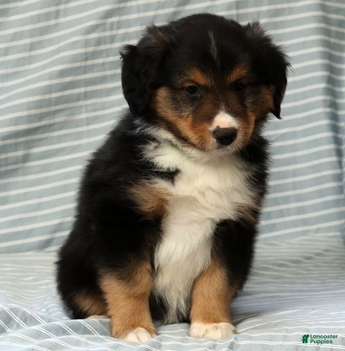 Australian Shepherd dogs for sale: Dallas - Ad 9