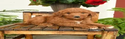 Mini Goldendoodle dogs for sale: Tom - Ad 3
