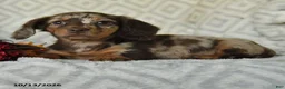 Miniature Dachshund dogs for sale: Daisy - Ad 2
