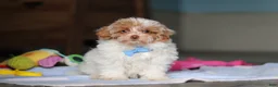 Mixed Breed dogs for sale: Wilbur - Ad 5