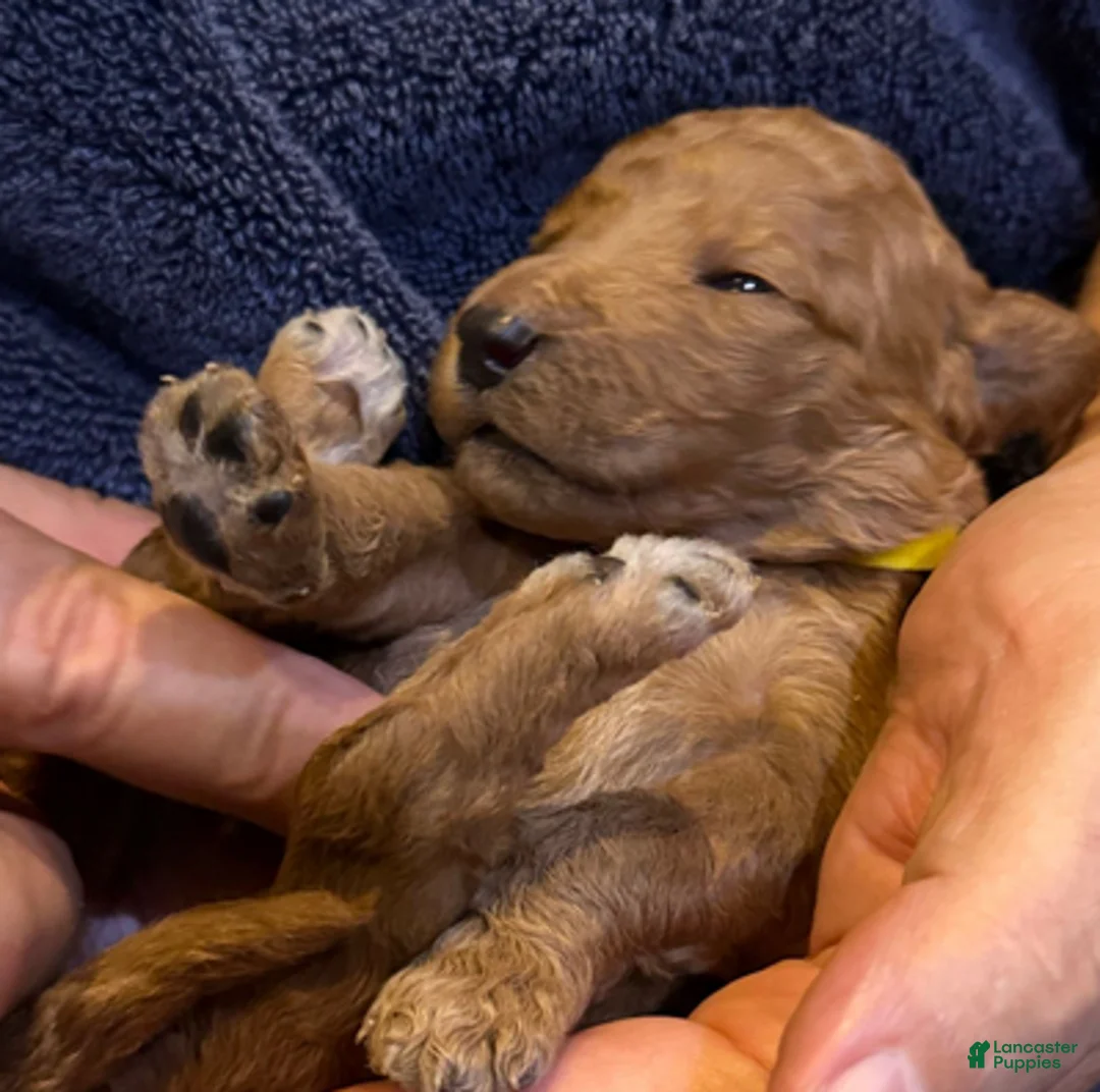 Goldendoodle dogs for sale: W25 Female Yellow Collar - Ad 3