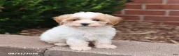 Maltipoo dogs for sale: Nugget - Ad 5