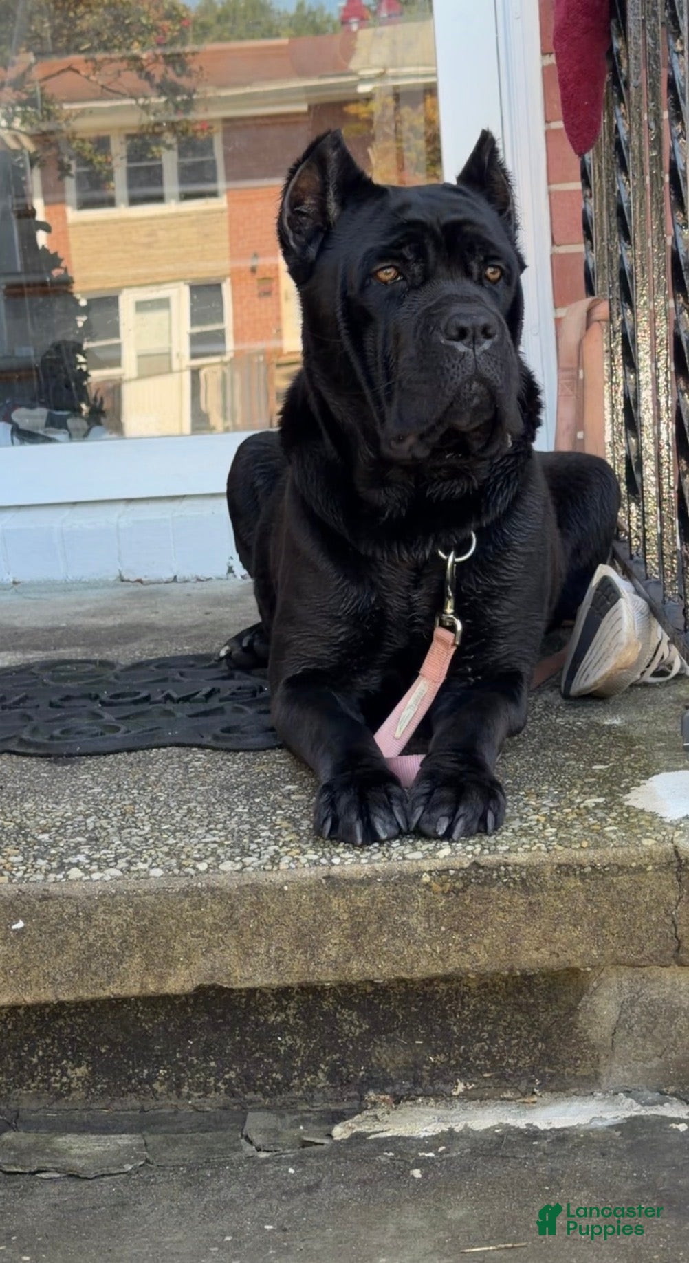 Cane Corso dogs for sale: Thor 🩵 - Ad 2