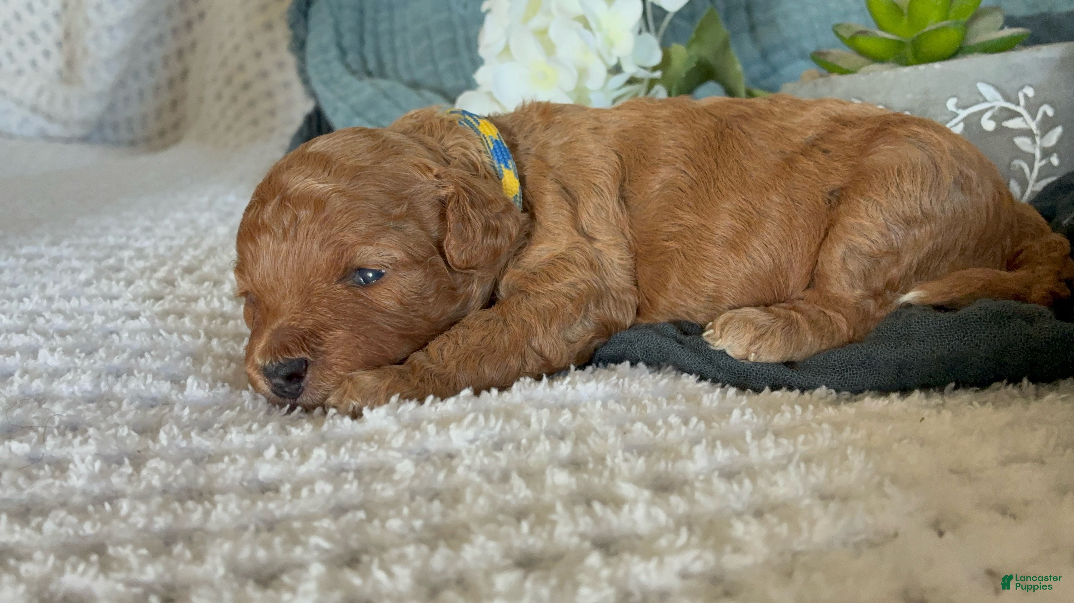 Cavapoo dogs Honey_Female - Ad 4