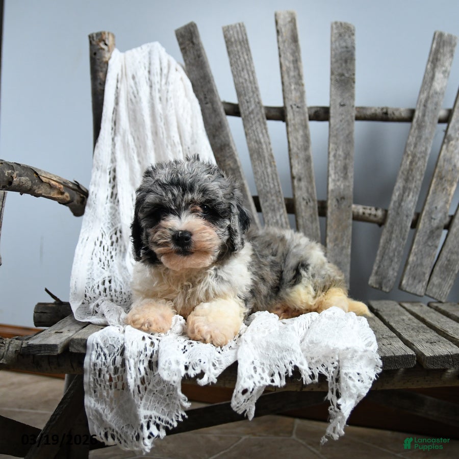 Cavapoo dogs Josphine - Ad 2