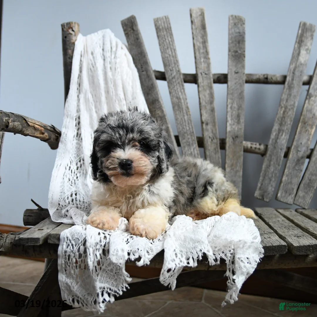 Cavapoo dogs for sale: Josphine - Ad 2