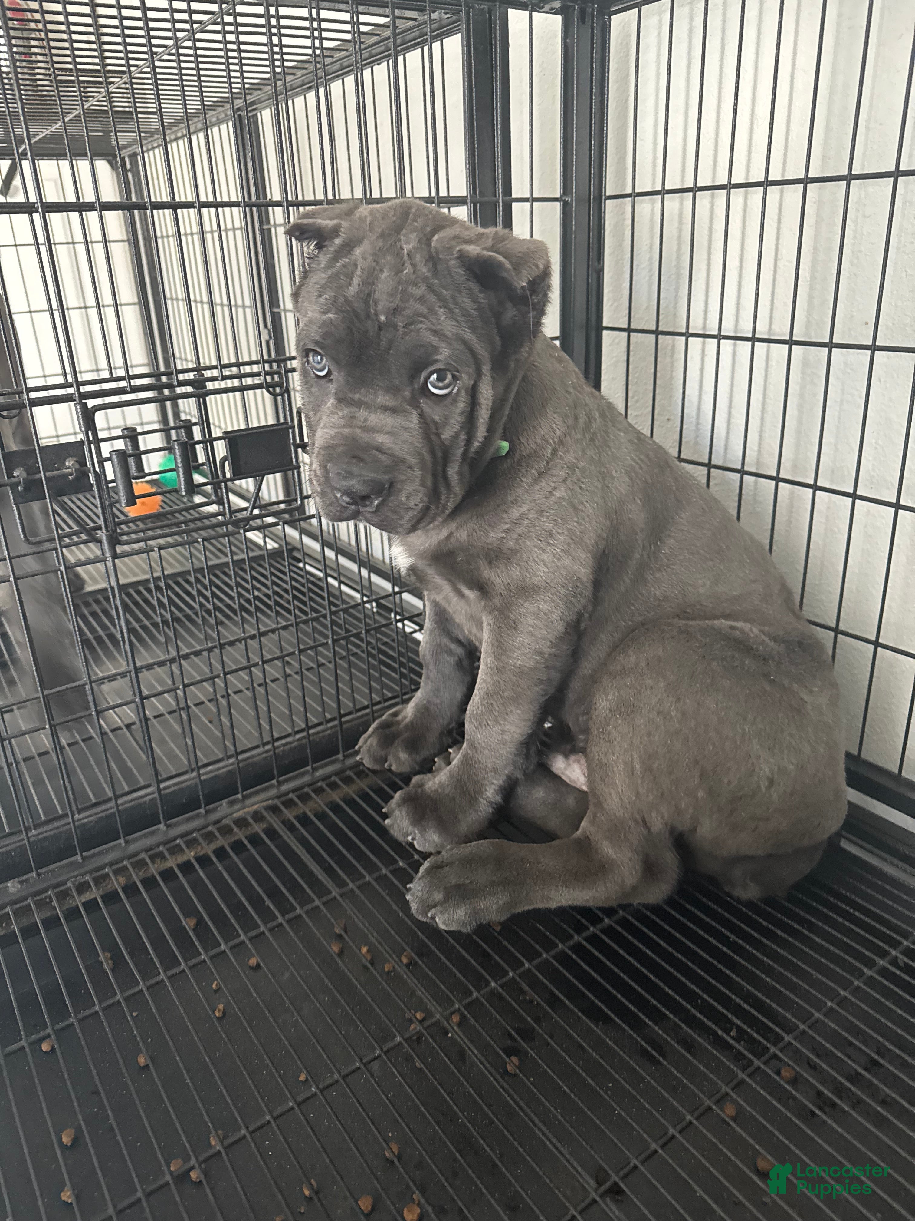 Cane Corso dogs Toki - Ad 2