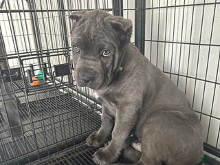 Cane Corso dogs Toki - Ad 7
