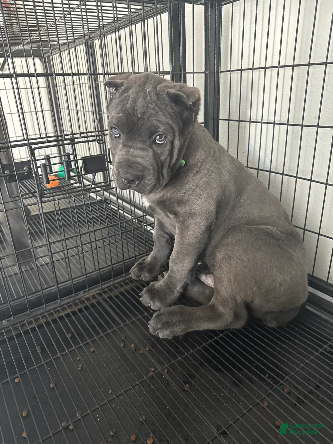 Cane Corso dogs for sale: Toki - Ad 1