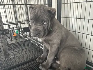 Cane Corso dogs Toki - Ad 7