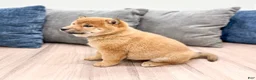 Shiba Inu dogs for sale: Champion - Ad 5