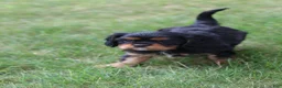 Cavalier King Charles Spaniel dogs for sale: Max - Ad 7