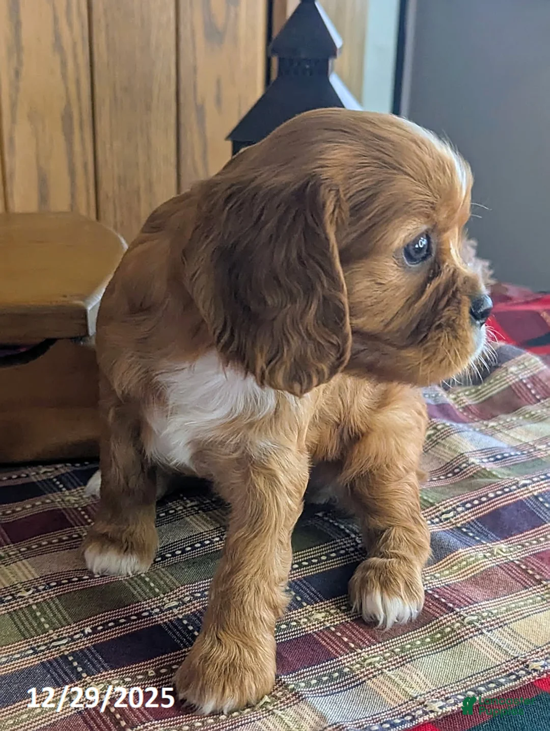 Cavalier King Charles Spaniel dogs for sale: Fred - Ad 2