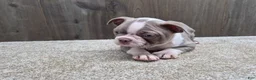 Boston Terrier dogs for sale: Shadow - Ad 16