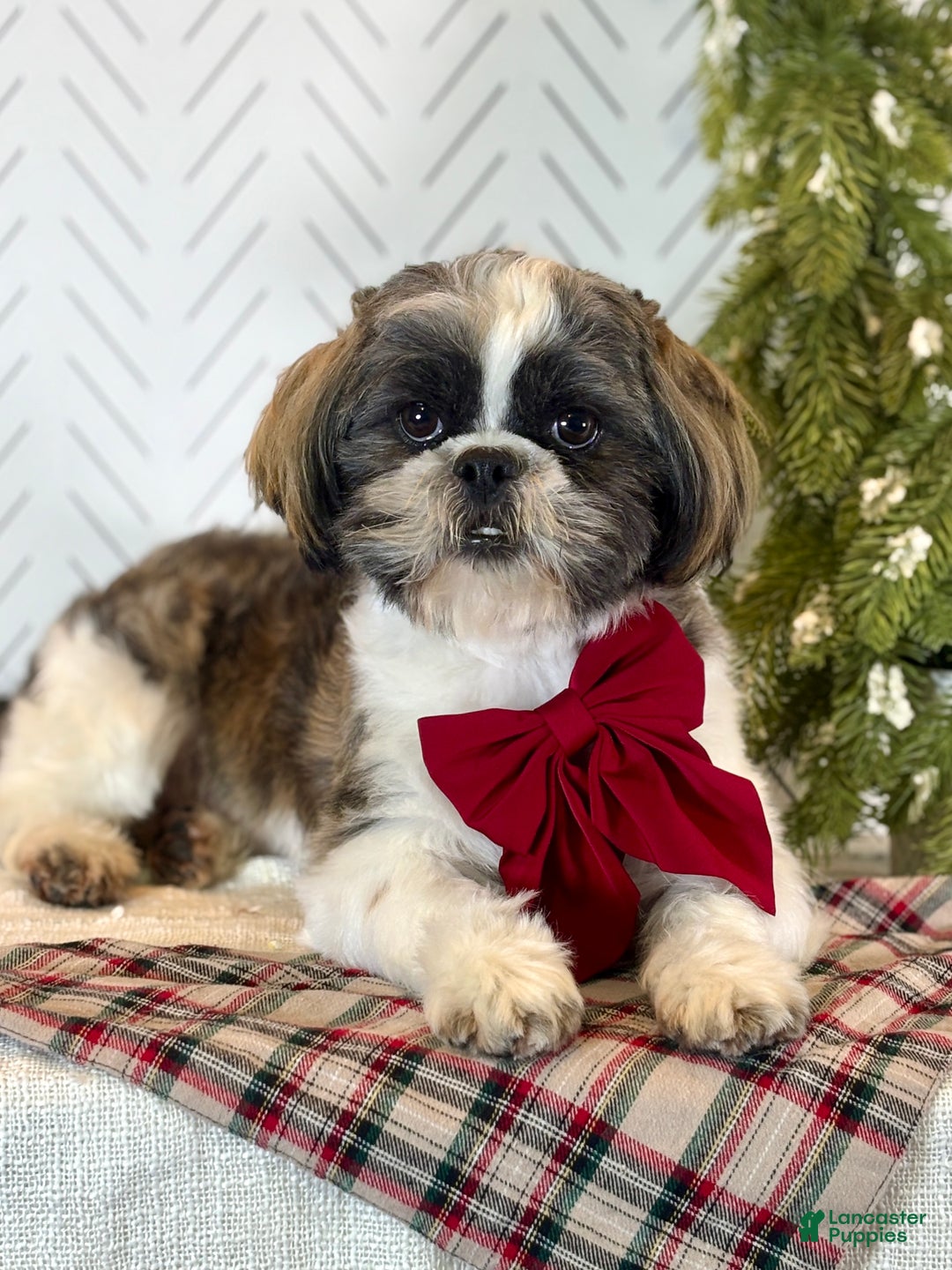 Shih Tzu dogs for sale: Salsa - Ad 2