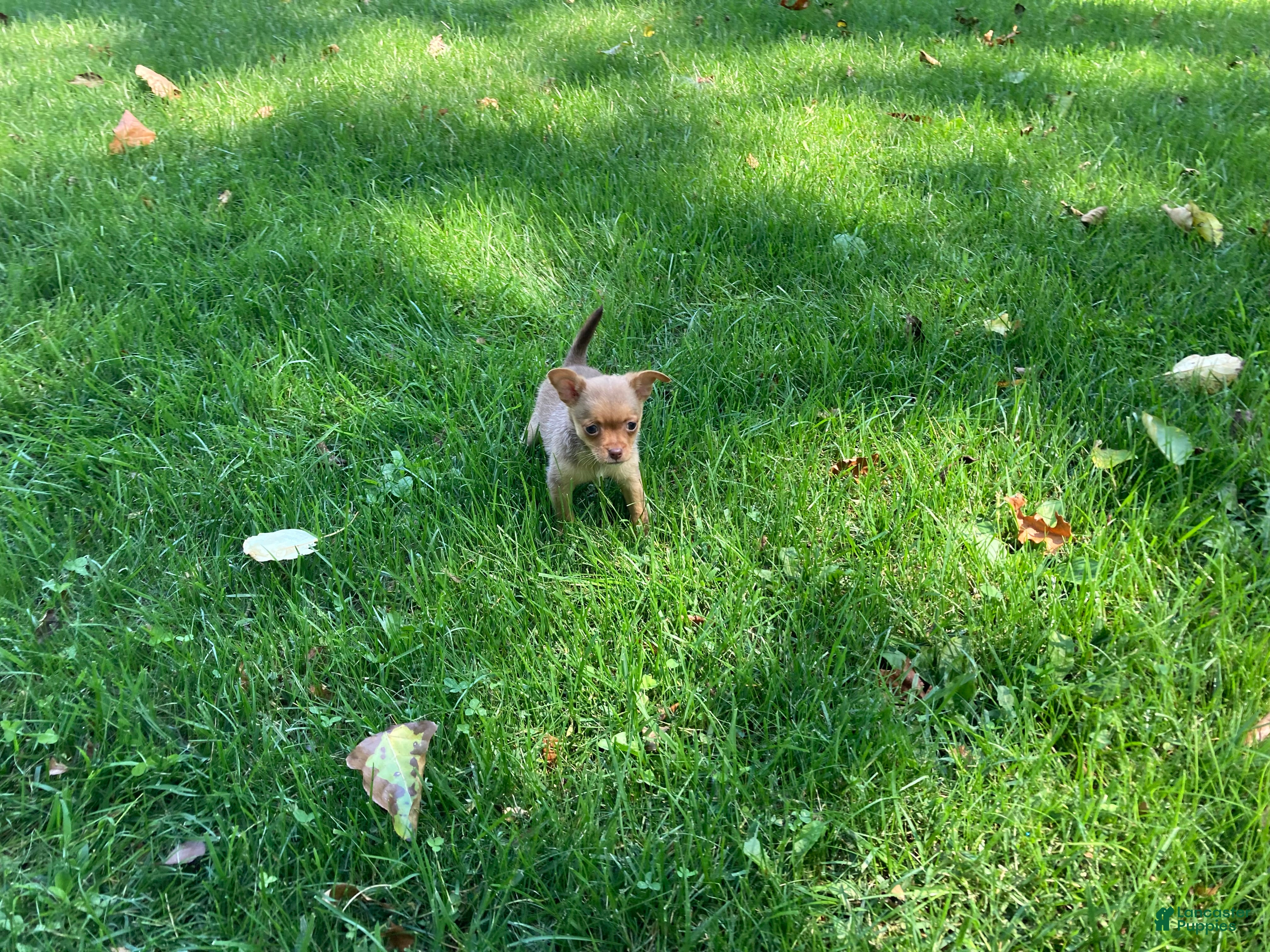 Chihuahua dogs Ruby - Ad 2