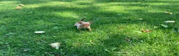Chihuahua dogs for sale: Ruby - Ad 2