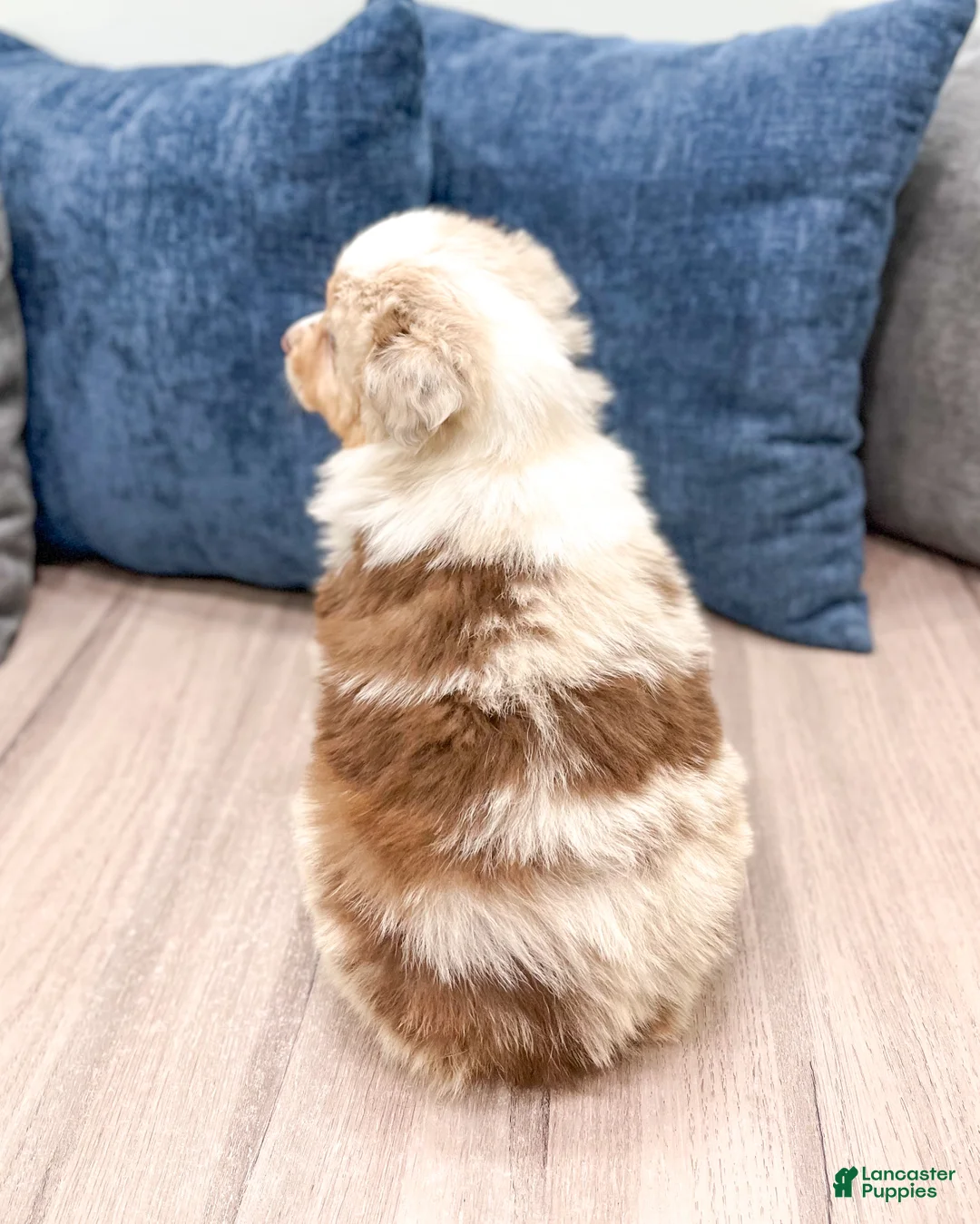 Miniature Australian Shepherd dogs for sale: Rose - Ad 5