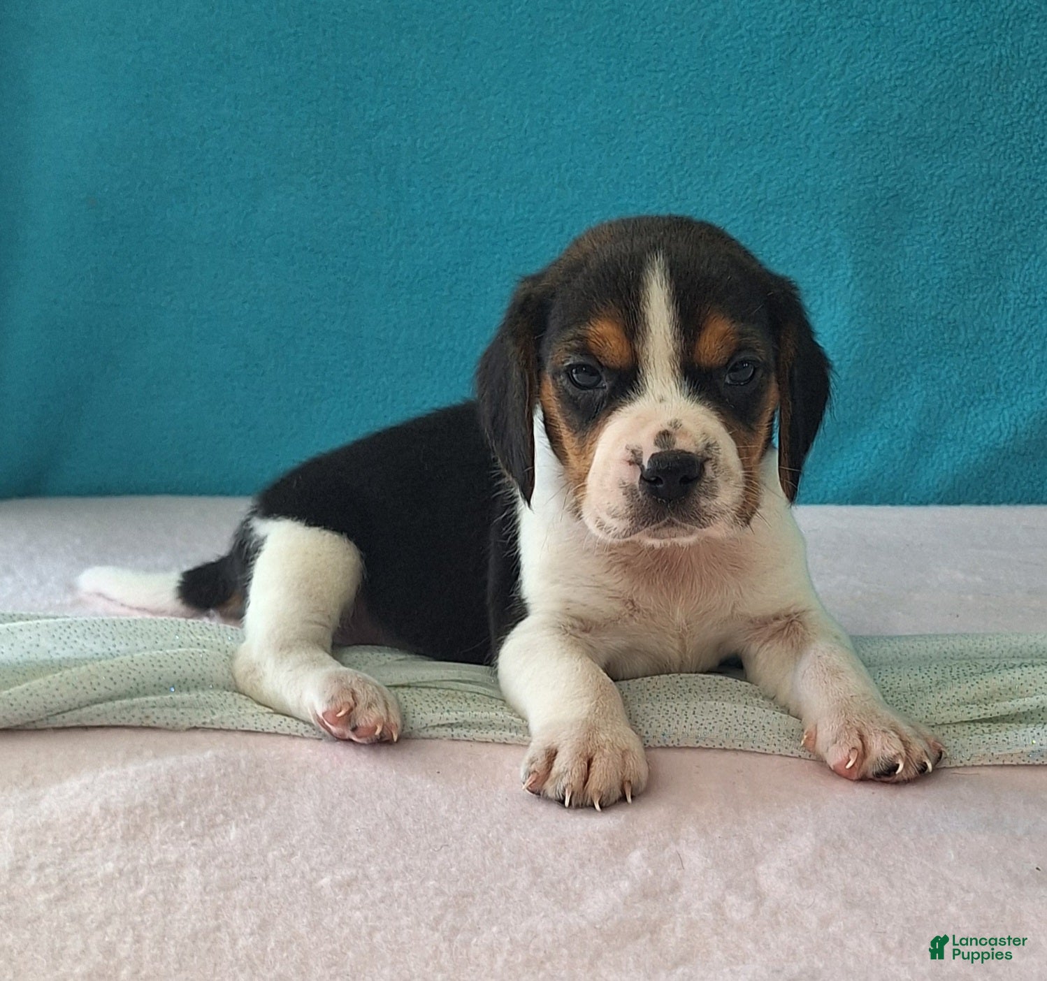 Beagle dogs dallas - Ad 2