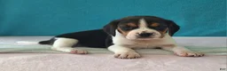 Beagle dogs for sale: dallas - Ad 2