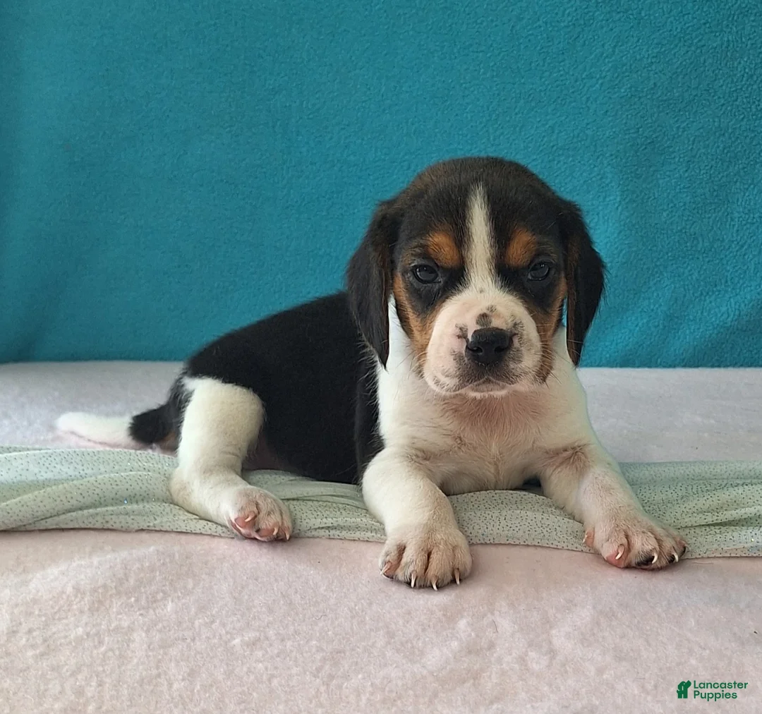 Beagle dogs for sale: dallas - Ad 2