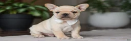 French Bulldog dogs for sale: Archie - Ad 12