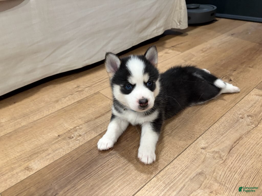 Pomsky dogs Clover - Ad 2