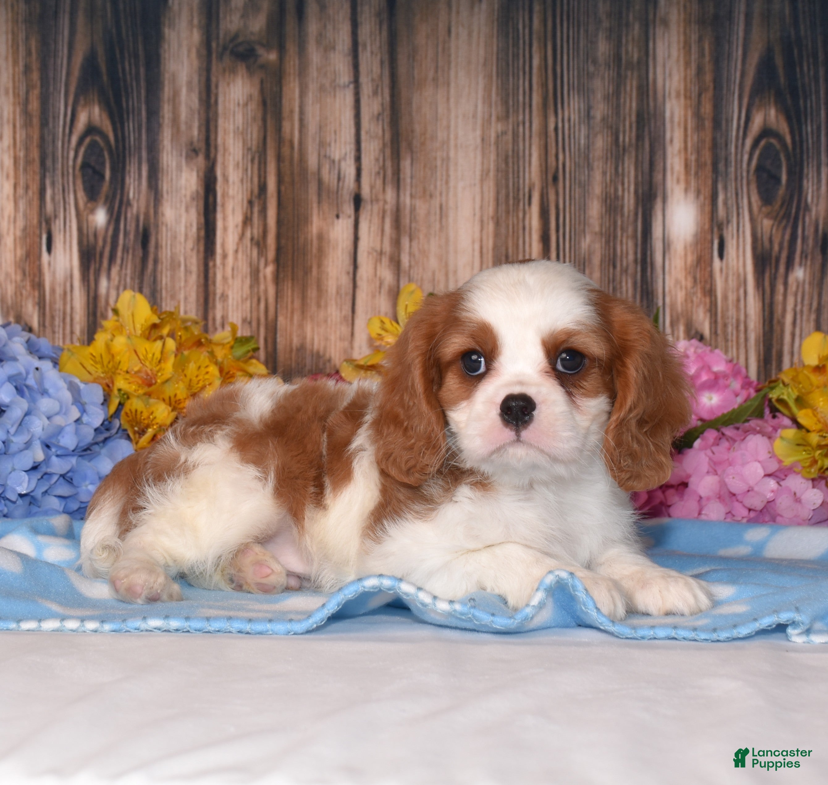 Cavalier King Charles Spaniel dogs for sale: Jackson - Ad 1