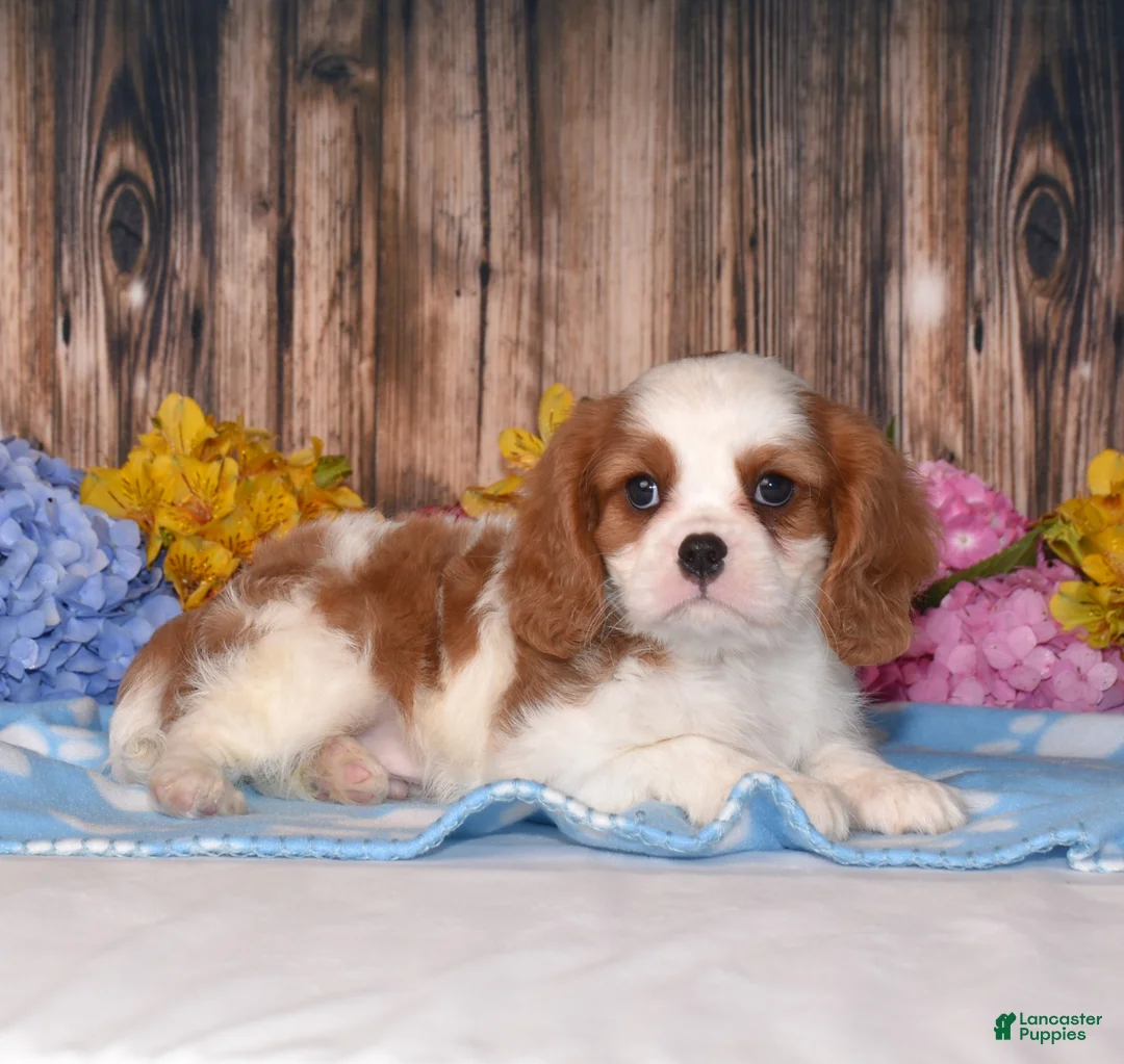 Cavalier King Charles Spaniel dogs for sale: Jackson - Ad 1