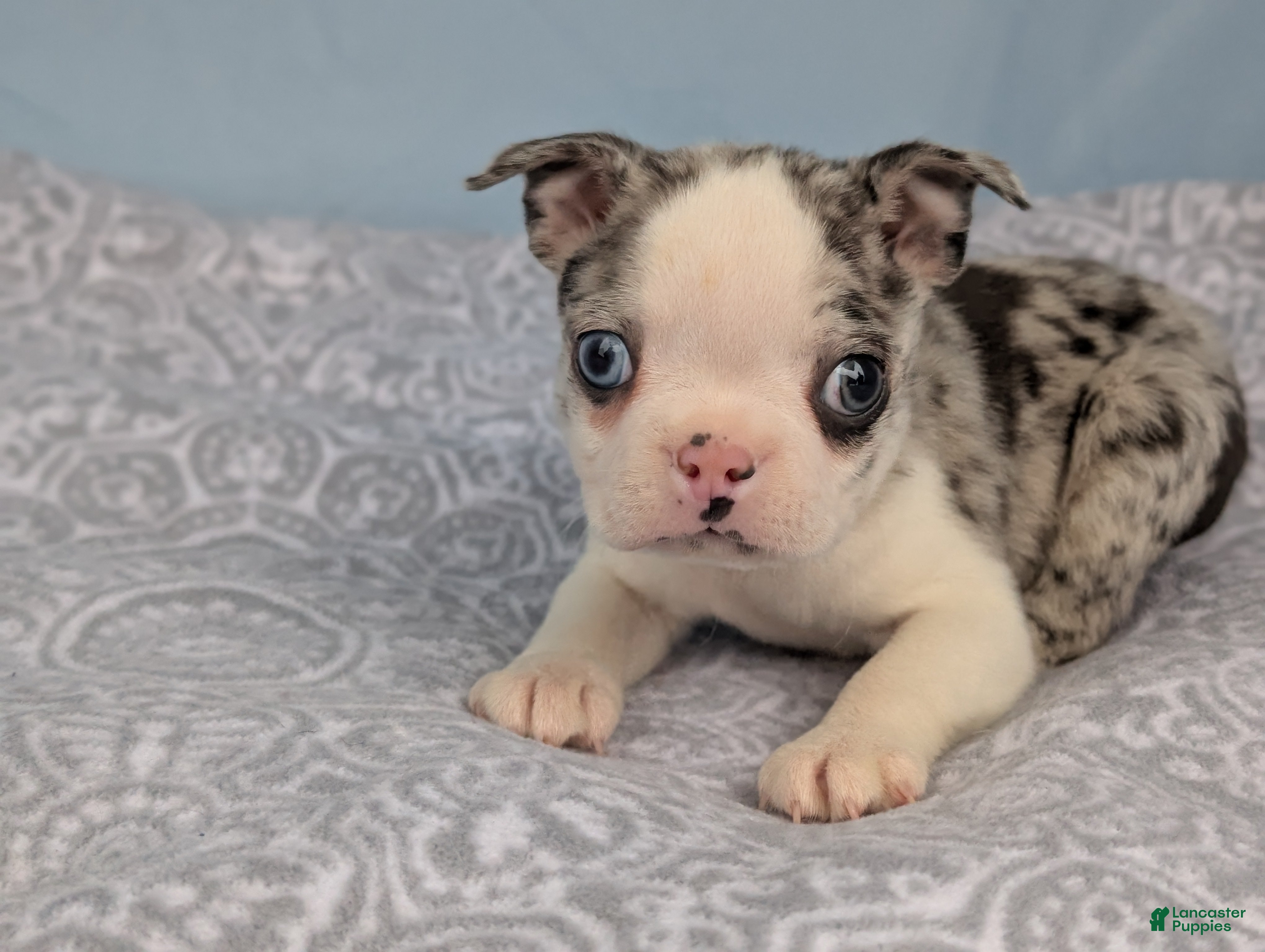 Boston Terrier dogs Bluey - Ad 1